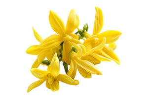 tete